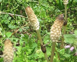 季節を感じるつくしのてんぷら作り方1写真