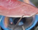 大葉いっぱいかつおたたき作り方13写真