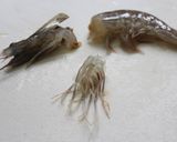 フィリピンの味★絶品！海老の足の素揚げ★作り方2写真
