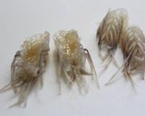 フィリピンの味★絶品！海老の足の素揚げ★作り方3写真