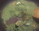 海老とほうれん草とパセリのソース♪作り方9写真