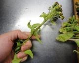 育ちすぎたフキノトウのキンピラ作り方1写真
