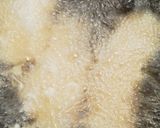 食べ過ぎ注意！大分名物とり天☆鶏の天ぷら作り方7写真