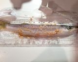 時短！30分☆かますの塩麹味噌焼き♪作り方2写真