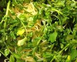 簡単！クレソンとトマトのパスタ作り方2写真
