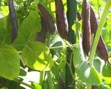 ツタンカーメンのエンドウ豆ごはん作り方1写真