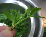米沢の春の味。うこぎの切り和え作り方2写真
