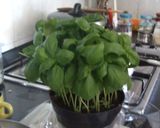 ペーストジェノヴェーゼ作り方1写真