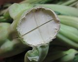 高菜漬け　覚書作り方3写真