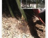 たけのこのてんぷら作り方1写真