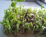 豆苗のシンプルパスタ作り方4写真