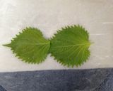 本格！生春巻き〜アレンジ自在〜作り方9写真