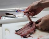 いわしの蒲焼き丼作り方5写真
