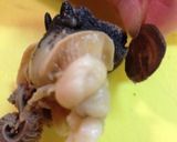 ツブ貝の柔らかお刺身、茹で方作り方5写真