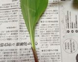行者にんにくの下処理、保存、調理方法作り方1写真