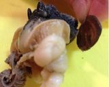 ツブ貝の柔らか柚子ポン酢作り方5写真