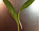 行者にんにくと玉ねぎのかき揚げ作り方3写真