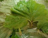つわふきDE山椒煮☆作り方2写真