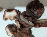 ソイリッチでしいたけと豆乳の黒いスープ作り方2写真