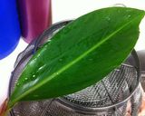 鯛の塩焼き、シークワーサーがけ作り方4写真