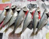 甘酸っぱさが食欲増進♪小あじの南蛮漬け作り方4写真