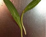 飲茶風♪行者にんにくのワンタン作り方3写真