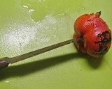 お弁当のおかずに便利な海老のトマト焼き作り方1写真
