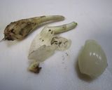 らっきょう漬け作り方1写真