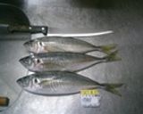 鯵の刺身作り方1写真