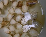 きはだマグロ角切りとごぼうの生姜煮作り方2写真