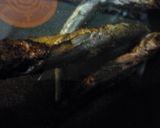 焼きあごＤＥ絶品お出汁の作り方作り方1写真