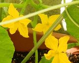花きゅうり炒め作り方1写真