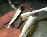 アジの刺身(詳細手順付き)作り方6写真
