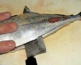 アジの刺身(詳細手順付き)作り方15写真