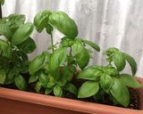 簡単！ バジルソース作り方1写真