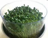 自家製豆もやしの生姜和え作り方1写真