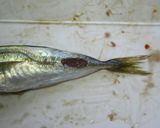 豆アジ๑トマト南蛮漬け○◦›◉)))⊀作り方4写真