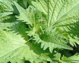 抹茶塩でいただく♪信州産大葉の天ぷら🌱✨作り方1写真