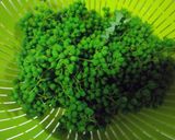 山椒の実の準備作り方1写真
