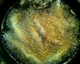 俺流のおつまみ！背黒イワシの蒲焼き風作り方3写真