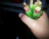 ほうれん草のお浸し、夏！作り方10写真