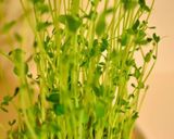 サッともう一品☆ニンニク香る豆苗炒め♪作り方1写真