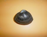 ほっき貝のサラダ作り方1写真