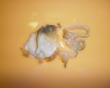 ほっき貝のサラダ作り方4写真