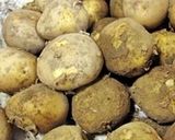 新じゃがの一番おいしい食べ方！？作り方1写真