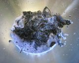 ☆毎年恒例☆カリカリな甘梅漬け作り方4写真