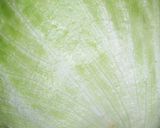 レタスを丸々1個食べちゃえ！塩昆布和えだ作り方1写真
