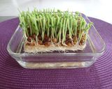 豆苗と鶏ささみサラダ作り方5写真