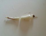 手抜きしても美味しく。らっきょう漬け作り方1写真