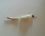 手抜きしても美味しく。らっきょう漬け作り方1写真
